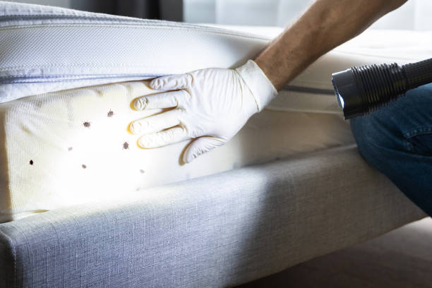 Flea Control Services in Galena, OH