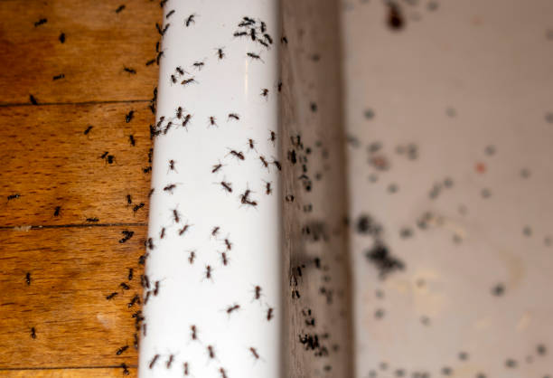 Best Cockroach Control Services  in Galena, OH