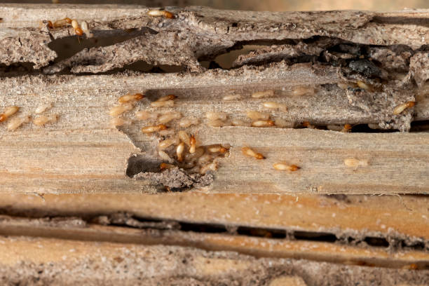 Best Local Pest Control Services  in Galena, OH